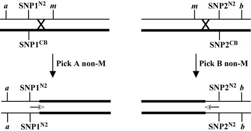  SNPs: three-point mapping Figure 5-3