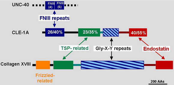 Comparison of CLE-1 and mouse collagen XVIII structures Figure 10