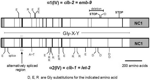 
                    C. elegans type IV collagen genes Figure 3