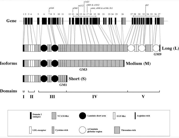 Structure of the unc-52 gene and protein products Figure 7