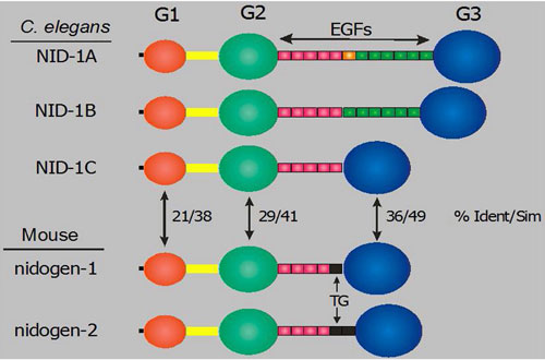 Structures of C. elegans and mouse nidogens Figure 8