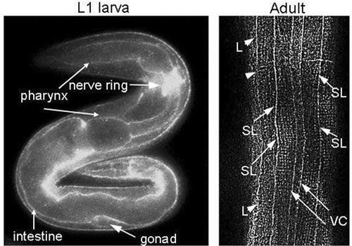 Immunolocalization of NID-1 Figure 9