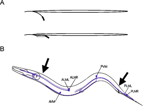 WormBook Behavior figure 1