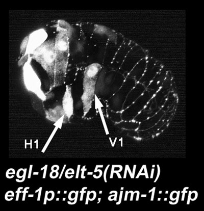  figure 15