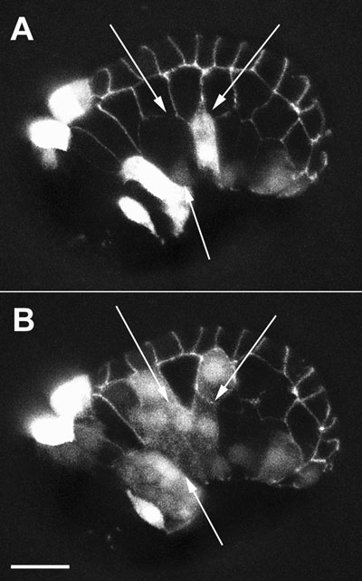  figure 16