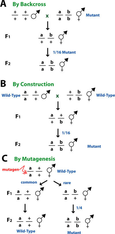 Epitasis Synthetic phenotypes figure 10