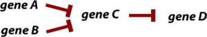 Epitasis figure 11