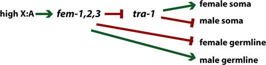 Epitasis Branched pathway: somatic and germline sex determination. figure 12