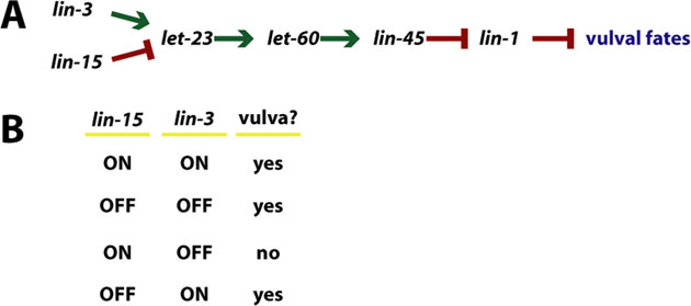 Epitasis Multiple inputs: vulval induction figure 14