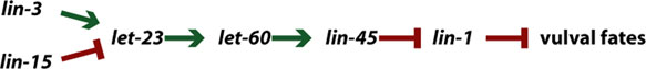 Epitasis figure 15