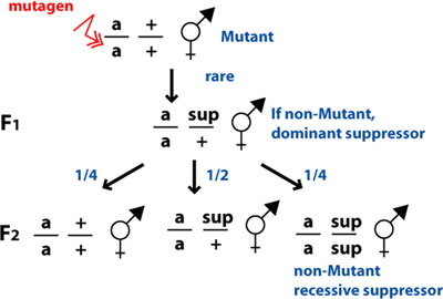 Epitasis Suppressor screens figure 16