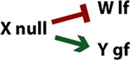 Epitasis figure 17
