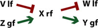 Epitasis figure 18