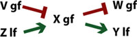 Epitasis figure 19