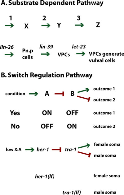 Epitasis General types of pathways figure 1
