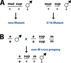 Epitasis Analysis of suppressor mutations figure 20