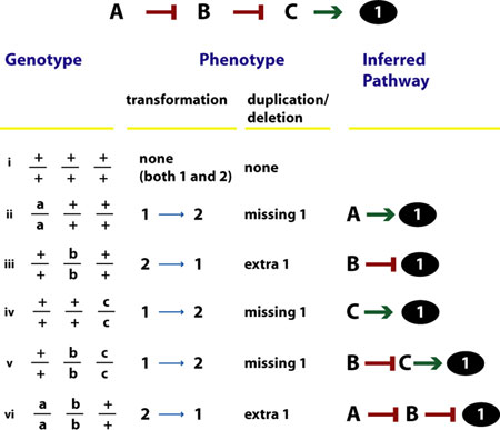 Epitasis Epistasis analysis figure 4