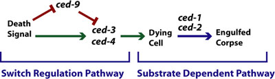Epitasis Mixed switch regulation and substrate dependent pathway figure 7
