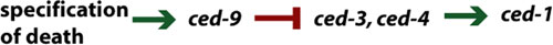 Epitasis figure 9