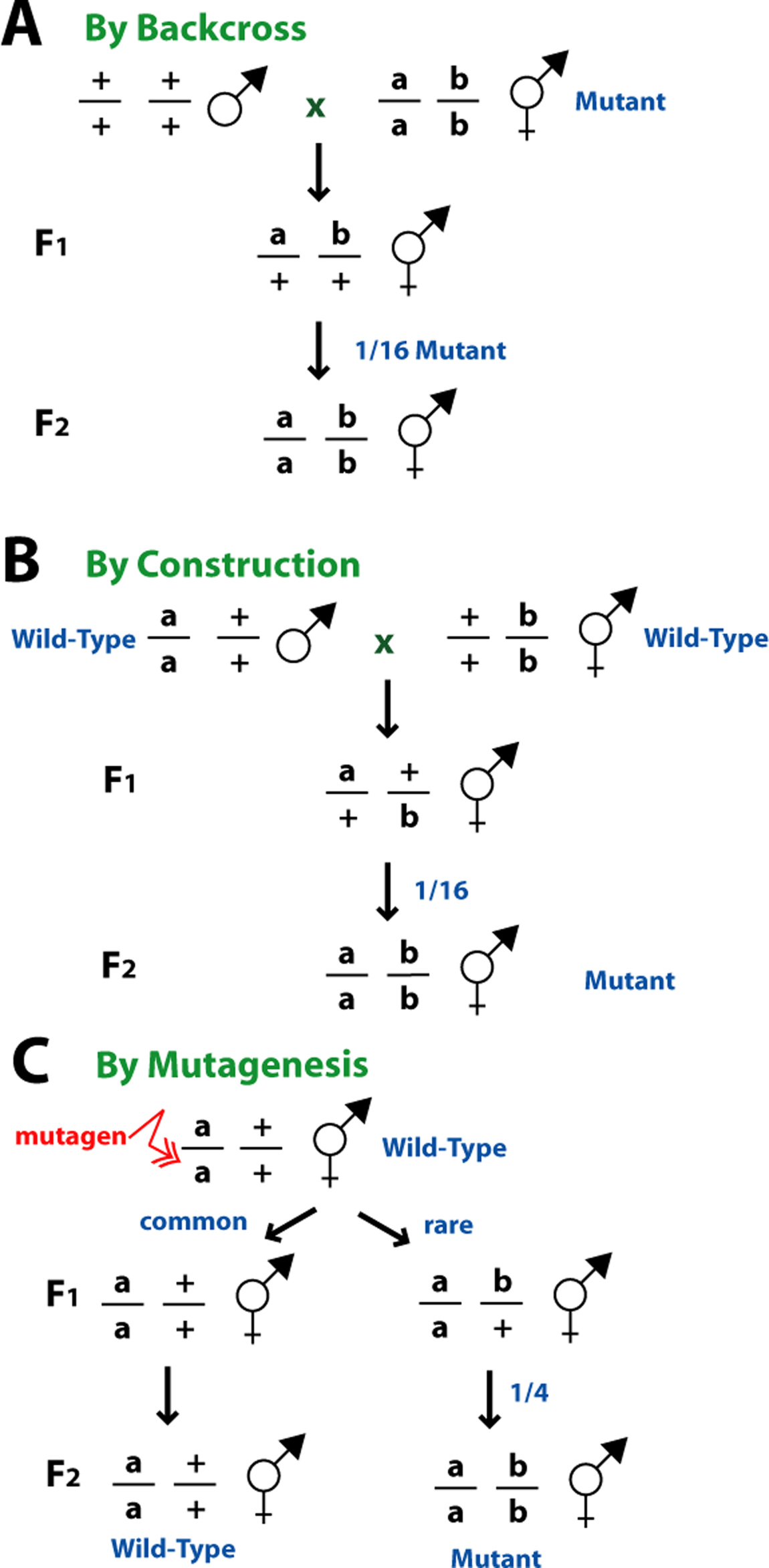 Epitasis Synthetic phenotypes figure 10