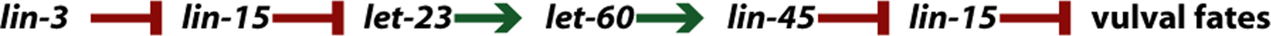 Epitasis figure 13
