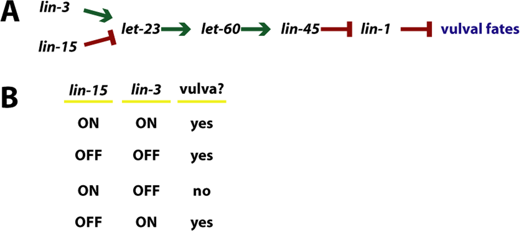 Epitasis Multiple inputs: vulval induction figure 14