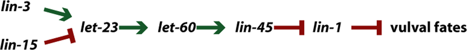 Epitasis figure 15
