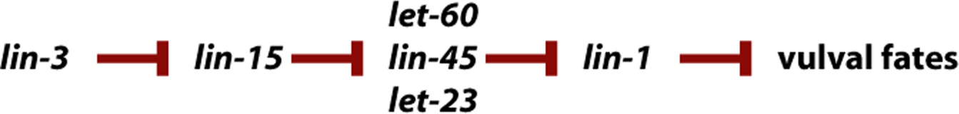 Epitasis figure 3