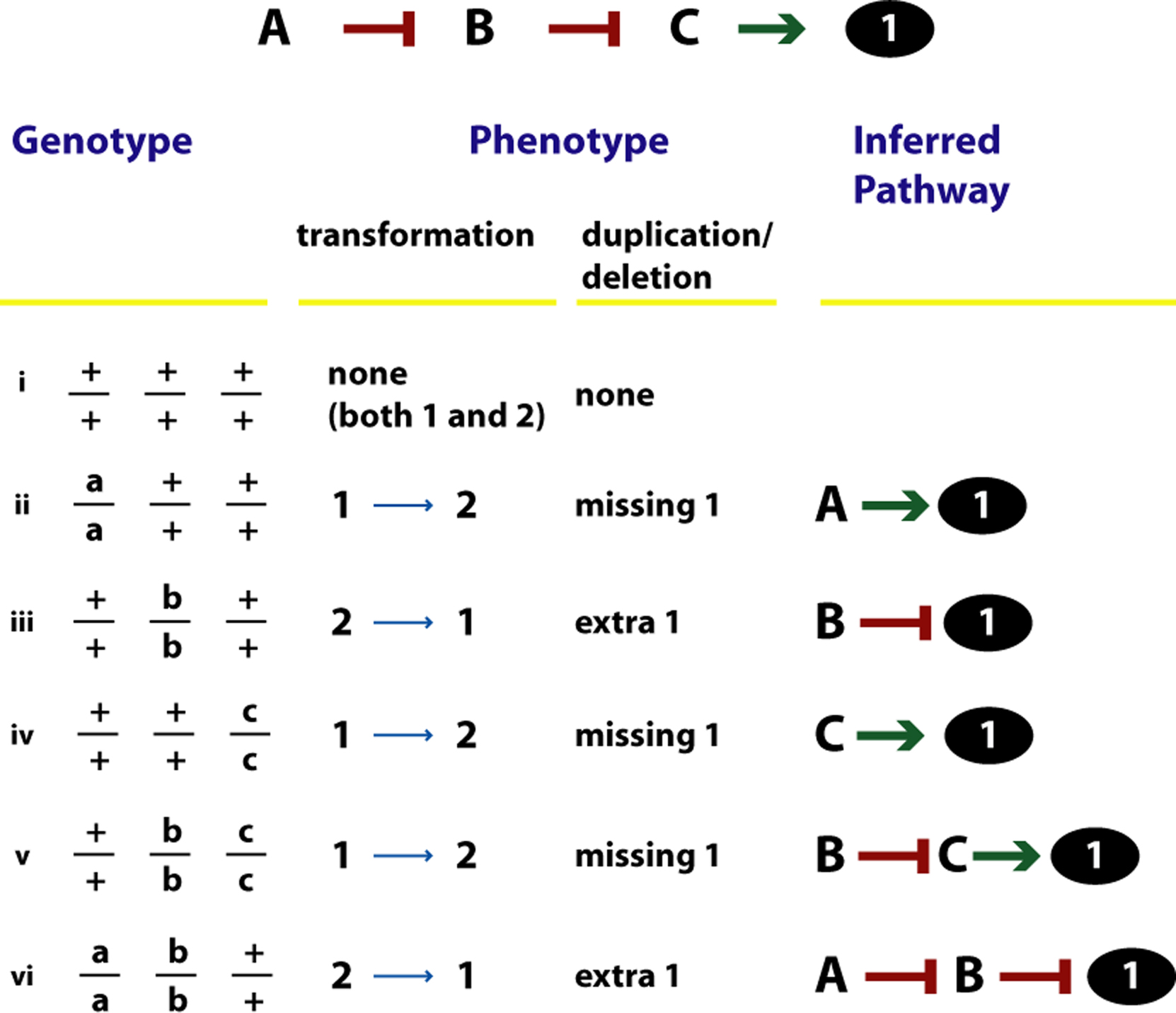 Epitasis Epistasis analysis figure 4
