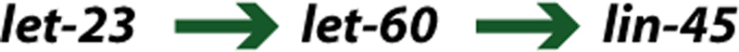 Epitasis figure 5