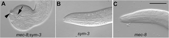  Enhancers figure 1