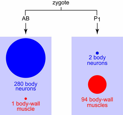The early embryo figure 1