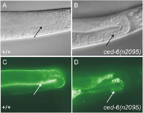  figure 15