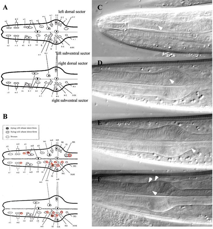  figure 16