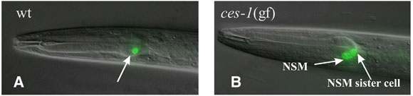  figure 17