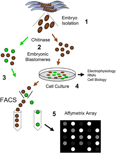 figure 18