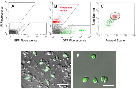 figure 19