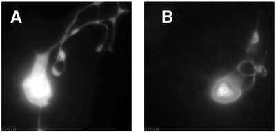  figure 20