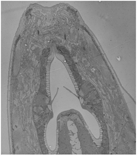  figure 8