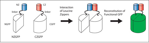 NZGFP-CZGFP Reconstitution figure 11