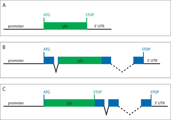 Architecture of reporter gene constructs figure 1