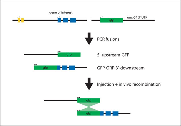 Generating a N-terminal translational reporter figure 4
