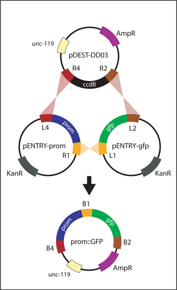 Generating pENTRY-prom figure 5
