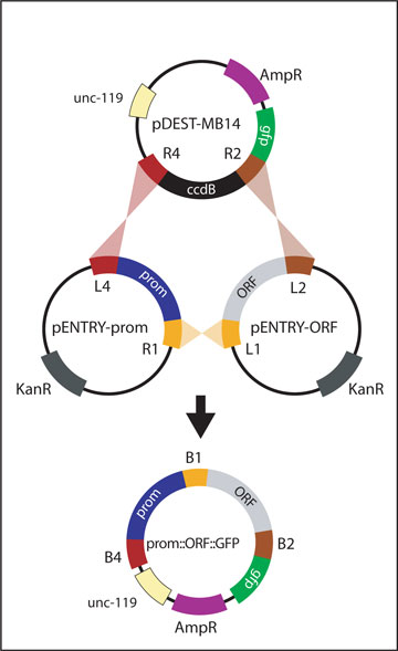 Generating pENTRY-prom figure 5