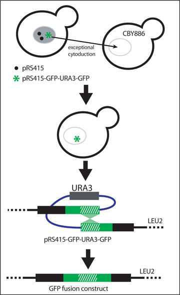 Isolation of GFP fusion construct figure 9