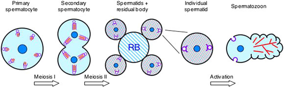 Spermatogenesis and MSP