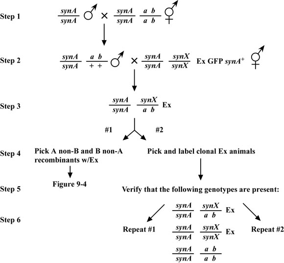 Synthetic and enhancer mutations figure 9-3