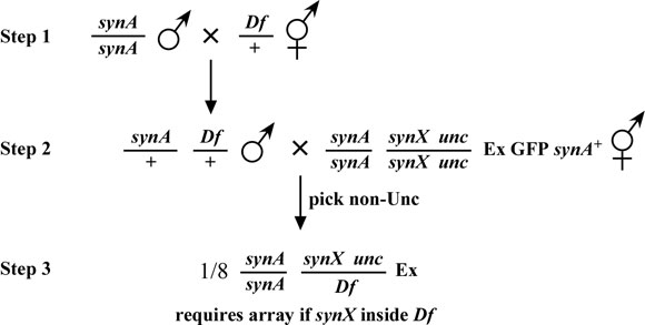Synthetic and enhancer mutations figure 9-5
